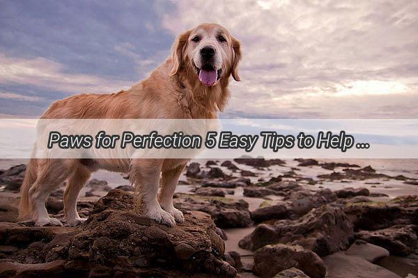 Paws for Perfection 5 Easy Tips to Help Your Dog Poop Like a Pro